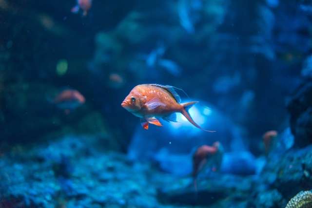 水族館の進化が凄い！見るだけでなく、体験する楽しみも♪書道のお稽古なら大阪の書道教室「青霄書法会」