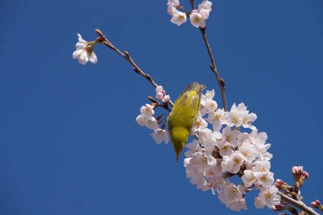 大阪の桜前線は3月31日へ!!春の訪れを感じる今日この頃★新しいお稽古ごとに書道なら『青霄書法会』へ!!